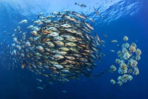 Large school of Bohar snappers (Lutjanus bohar) gather with smaller shoal of Batfish