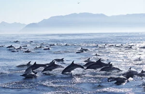 Large school of Common dolphins feed on Sardines, False Bay, W Cape, S Africa {Delphinus