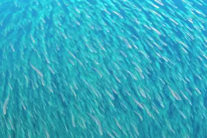 Perciformes Gallery: Large school of juvenile Fusilier (Caesionidae) fish swimming in water column, Andaman Sea