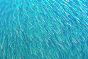 Thailand Prints: Large school of juvenile Fusilier (Caesionidae) fish swimming in water column