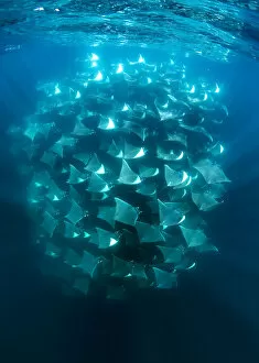 August 2022 Highlights Collection: Large school of Munks devil rays (Mobula munkiana) aggregating