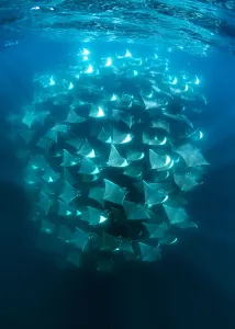 Light Ray Prints: Large school of Munks devil rays (Mobula munkiana) aggregating