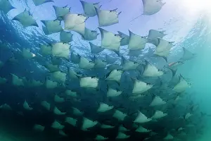 Light Ray Prints: Large school of Munk's devil rays (Mobula munkiana) aggregating