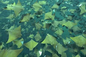 Large school of Pacific cownose rays / Golden cownose rays (Rhinoptera steindachneri), Sea of Cortez, Baja California