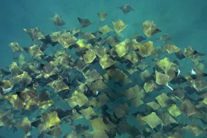 Large school of Pacific cownose rays / Golden cownose rays (Rhinoptera steindachneri), Sea of Cortez, Baja California, Mexico