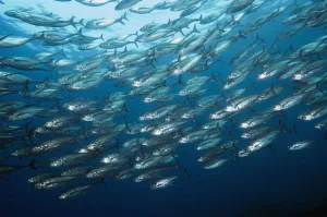 Direction Prints: Large shoal of Horse mackerel (Megalaspis cordyla) schooling. Rinca, Komodo National Park