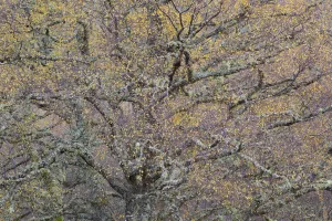Highlands Prints: Large Silver birch (Betula pendula) tree in autumn foliage, Glen Affric, Highland