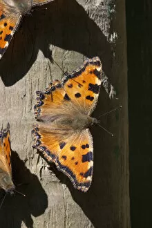 Images Dated 13th July 2011: Large tortoiseshell (Nymphalis polychloros), Sark, British Channel Islands, July