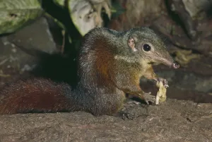 Images Dated 4th July 2011: Large Tree Shrew (Tupaia tana) Captive, occurs Borneo and Sumatra