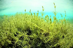 Lake Prints: Large underwater meadow of Stonewort (Chara sp)