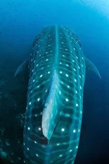 Large Whale shark (Rhincodon typus) swimming over a reef