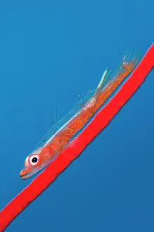 Sea Life Prints: Large whip goby (Bryaninops amplus) with a parasitic copepod (with two trailing egg ribbons) perched on Red whip coral