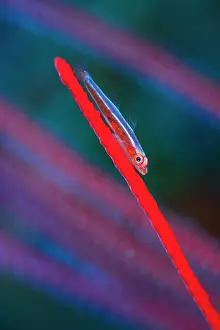 Misool Prints: Large whip goby (Bryaninops amplus) resting on a Sea whip (Ellisella sp)