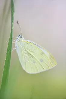 Anticipation Gallery: Large white butterfly (Pieris brassicae), Vallee de l Eure (Eure Valley), Eure-et-Loir