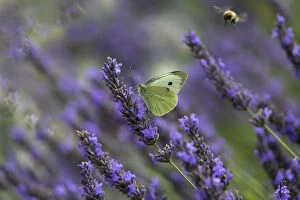 Images Dated 10th August 2015: Large white butterfly (Pieris brassicae) feeding on lavender flowers in garden, England, UK, August