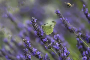 Lavandula Prints: Large white butterfly (Pieris brassicae) feeding on lavender flowers in garden