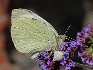 Umbria Prints: Large white butterfly (Pieris brassicae) male