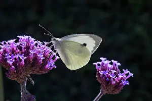Papilionoidea Prints: Large white butterfly (Pieris brassicae) on Verbena flower