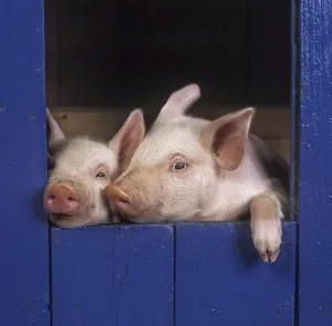 Siblings Prints: Two large white piglets (Sus scrofa domestica) at 3 weeks in sty, UK