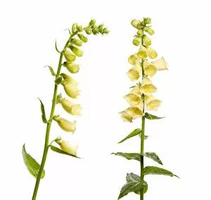 Images Dated 19th June 2009: Two Large yellow foxgloves (Digitalis lutea) in flower, digital composite, Fliess