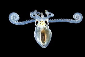 Black Background Prints: Larva of an Atlantic longarm octopus (Octopus defilippi) Atlantic Ocean off Cape Verde