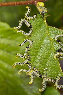 Tenthredinidae Prints: Larvae of Birch sawfly (Craesus septentrionalis) in alarm position, Upper Bavaria, Germany