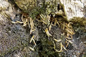 Larva Prints: Larvae casings of Aspen hoverfly (Hammerschmidtia ferruginea) from mass hatching