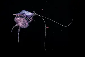 Scyphozoa Prints: Larval stage shrimp hitching a ride on a luminescent Mauve stinger jellyfish (Pelagia noctiluca)