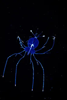 A larval stage slipper lobster (Scyllaridae) photographed in the Sargasso Sea