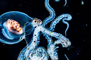 Size Gallery: Larval Wonderpus octopus (Wunderpus photogenicus) drifting in the open ocean at night off Anilao
