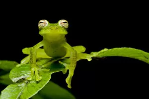 Lucas Bustamante Gallery: Las gralarias glass frog (Nymphargus lasgralarias) on leaf, Mindo, Pichincha, Ecuador