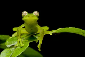 Las gralarias glass frog (Nymphargus lasgralarias) on leaf, Mindo, Pichincha, Ecuador