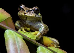 Hylidae Prints: Las Palmas spikethumb frog (Plectrohyla quecchi) resting on leaf