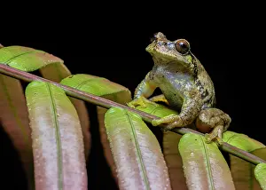 Hylidae Prints: Las Palmas spikethumb frog (Plectrohyla quecchi) resting on leaf