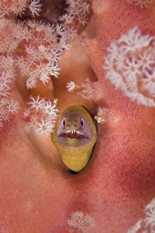 Anguilliformes Gallery: Latticetail moray (Gymnothorax buroensis) emerging from soft coral on a reef. Sangeang Island