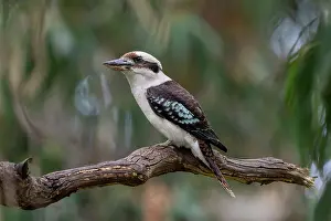 Kingfisher Prints: Laughing kookaburra (Dacelo novaeguineae) perched on a tree branch