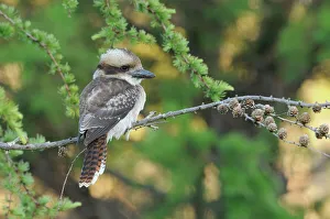 Australia Prints: Laughing kookaburra (Dacelo novaeguineae) Tasmania, Australia