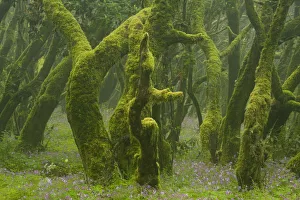 Images Dated 26th May 2009: Laurisilva forest, Laurus azorica among other trees, Garajonay National Park, La Gomera