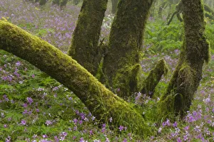 Trunks Prints: Laurisilva forest, Laurus azorica among other trees and flowering Geraniums (Geranium