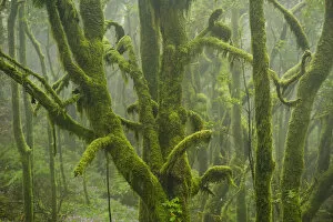 Images Dated 26th May 2009: Laurisilva forest, Laurus azorica among other trees in Garajonay National Park, La Gomera