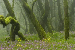 Trunks Prints: Laurisilva forest, Laurus azorica among other trees and Geraniums (Geranium canariensis)