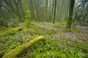 I Aki Relanz N Prints: Laurisilva forests, Azores laurel (Laurus azorica) among other trees and flowering