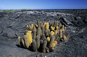 Lava Cactus (Brachycereus nesioticus), growing in lava field, coast of Fernandina