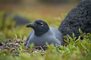 February 2022 Highlights Gallery: Lava gull (Larus fuliginosus) on nest, Mosquera Islet, Galapagos, South America