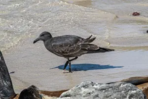 Galapagos Prints: Lava gull (Leucophaeus fuliginosus) walking on the shore