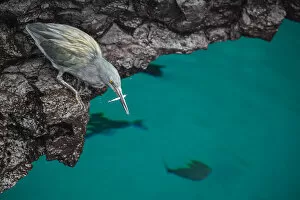 Images Dated 27th November 2021: Lava heron (Butorides sundevalli), fishing from rocks, Santiago Island, Galapagos