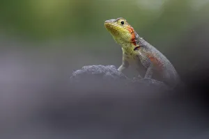 Microlophus Prints: Lava Lizard (Microlophus indefatigabilis) female on a rock. Santa Cruz, Galapagos Islands