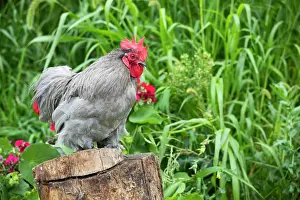 Farms Prints: Lavender cochin rooster, portrait, free-ranging on farm, Calamus, Iowa, USA. August