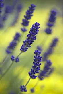 Lavender {Lavandula angustifolia} growing against a background of yellow, UK