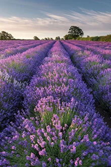 Bold cool woodlands Collection: Lavender (Lavandula) field at Somerset Lavender, near Frome, Somerset, UK. July 2014